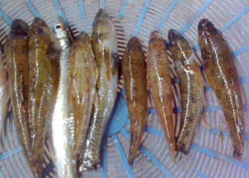 2013 06 20.07.19.48 2 Ẩm thực miền Trung :Những món cá đặc sản của miền Trung