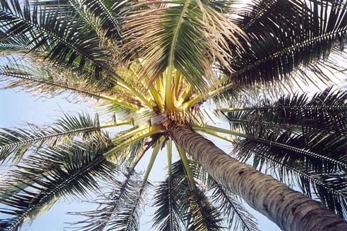 Khám phá ẩm thực ở xứ dừa Bến Tre 1 500 334 kham pha am thuc o xu dua ben tre 9114 Khám phá ẩm thực độc đáo ở xứ dừa Bến Tre