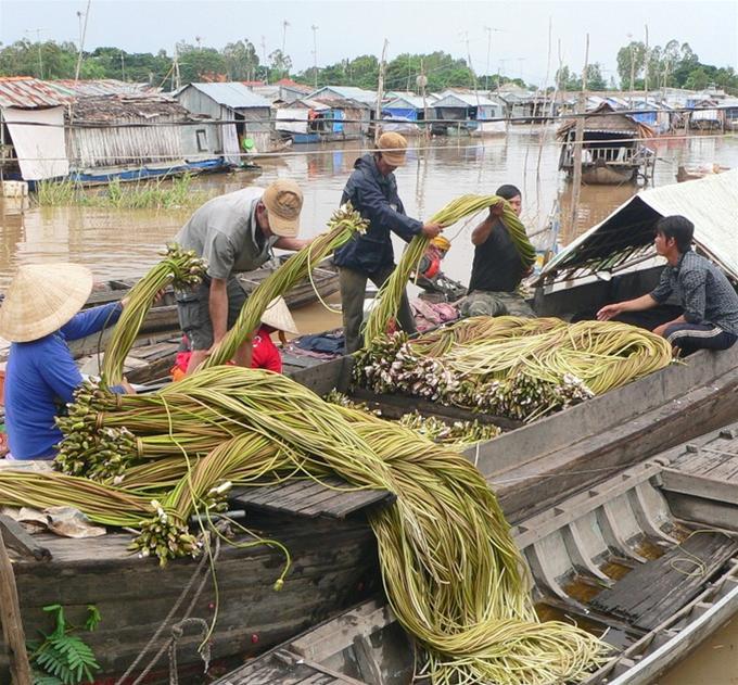 Khai thác bông súng mùa nước nổi tại huyện An Phú (An Giang) 680 631 mam kho bong sung du vi que fa1f Mắm kho bông súng Dư vị miền quên Nam bộ